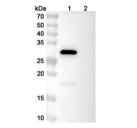 SDS-PAGE - LY3016859 Biosimilar - Anti-TGF alpha Antibody - BSA and Azide free (A339258) - Antibodies.com