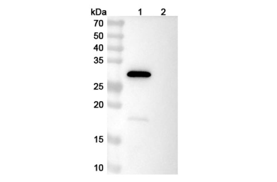SDS-PAGE - LY3016859 Biosimilar - Anti-TGF alpha Antibody - BSA and Azide free (A339258) - Antibodies.com