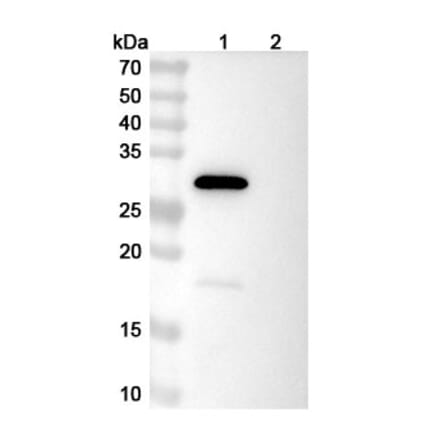 SDS-PAGE - LY3016859 Biosimilar - Anti-TGF alpha Antibody - BSA and Azide free (A339258) - Antibodies.com
