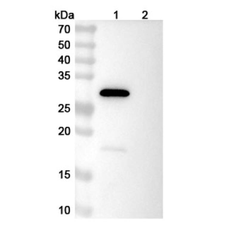 SDS-PAGE - LY3016859 Biosimilar - Anti-TGF alpha Antibody - BSA and Azide free (A339258) - Antibodies.com