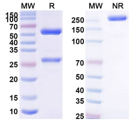 SDS-PAGE - Anti-GPVI Antibody [hu9O12.2] Biosimilar - BSA and Azide free (A339260) - Antibodies.com