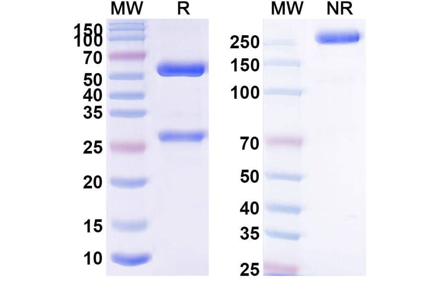 SDS-PAGE - Anti-GPVI Antibody [hu9O12.2] Biosimilar - BSA and Azide free (A339260) - Antibodies.com