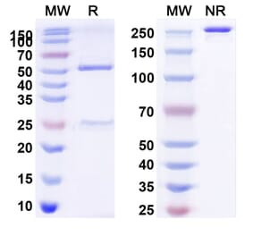 SDS-PAGE - BD0801 Biosimilar - Anti-VEGFA Antibody - BSA and Azide free (A339261) - Antibodies.com