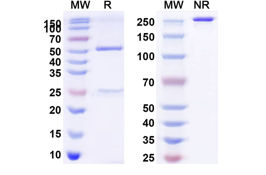 SDS-PAGE - BD0801 Biosimilar - Anti-VEGFA Antibody - BSA and Azide free (A339261) - Antibodies.com