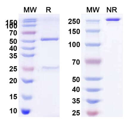 SDS-PAGE - BD0801 Biosimilar - Anti-VEGFA Antibody - BSA and Azide free (A339261) - Antibodies.com