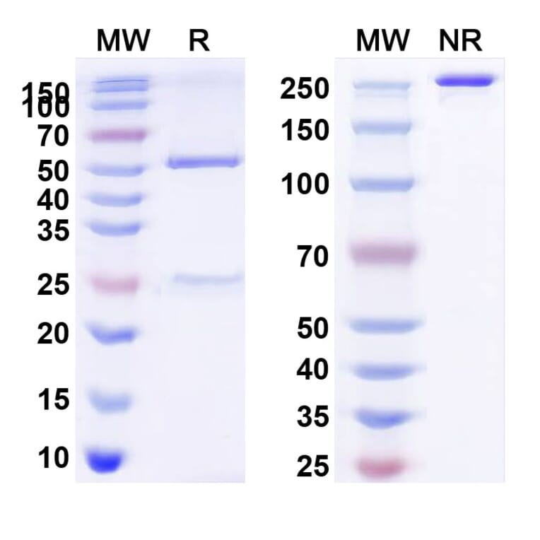 SDS-PAGE - BD0801 Biosimilar - Anti-VEGFA Antibody - BSA and Azide free (A339261) - Antibodies.com