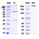 SDS-PAGE - BD0801 Biosimilar - Anti-VEGFA Antibody - BSA and Azide free (A339261) - Antibodies.com
