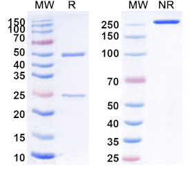 SDS-PAGE - Anti-CCR8 Antibody [GS-1811/JTX-1811] Biosimilar - BSA and Azide free (A339262) - Antibodies.com