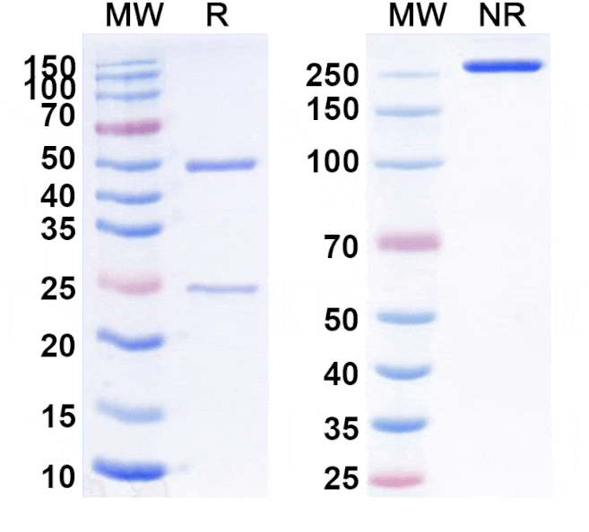 SDS-PAGE - Anti-CCR8 Antibody [GS-1811/JTX-1811] Biosimilar - BSA and Azide free (A339262) - Antibodies.com