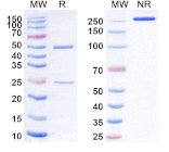 SDS-PAGE - Anti-CCR8 Antibody [GS-1811/JTX-1811] Biosimilar - BSA and Azide free (A339262) - Antibodies.com