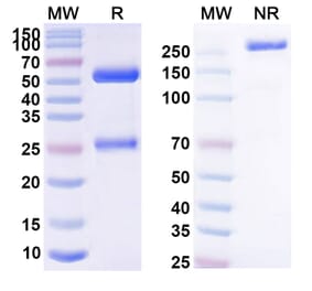 SDS-PAGE - Anti-CCR8 Antibody [SRF114] Biosimilar - BSA and Azide free (A339264) - Antibodies.com