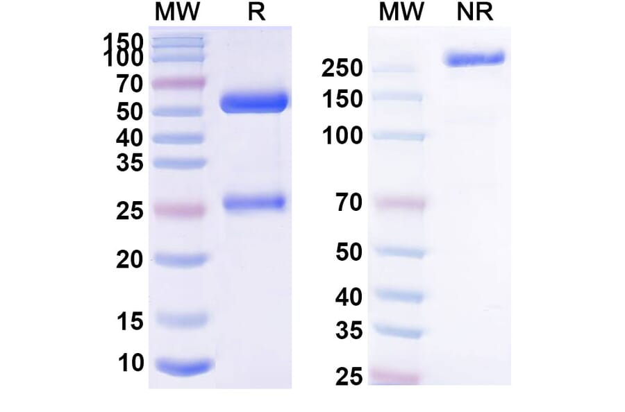SDS-PAGE - Anti-CCR8 Antibody [SRF114] Biosimilar - BSA and Azide free (A339264) - Antibodies.com