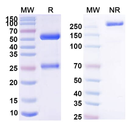 SDS-PAGE - Anti-CCR8 Antibody [SRF114] Biosimilar - BSA and Azide free (A339264) - Antibodies.com