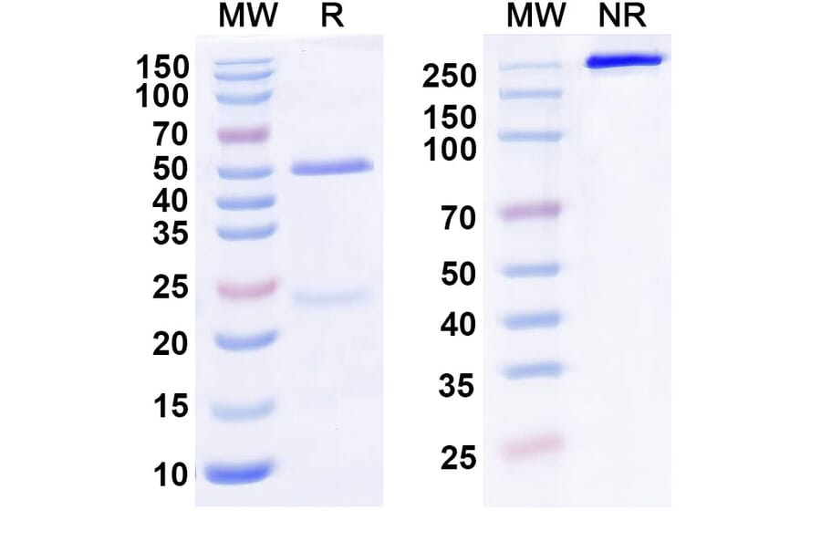SDS-PAGE - Anti-LILRB2 Antibody [1E1#] Biosimilar - BSA and Azide free (A339266) - Antibodies.com