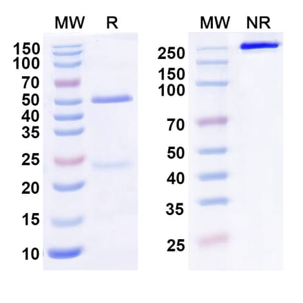 SDS-PAGE - Anti-LILRB2 Antibody [1E1#] Biosimilar - BSA and Azide free (A339266) - Antibodies.com