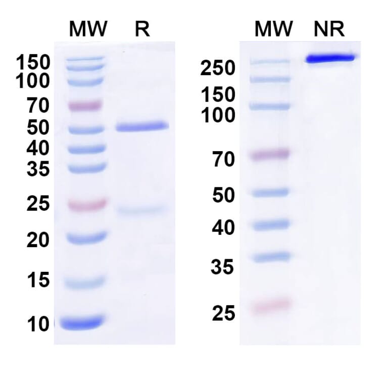 SDS-PAGE - Anti-LILRB2 Antibody [1E1#] Biosimilar - BSA and Azide free (A339266) - Antibodies.com