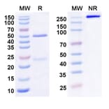 SDS-PAGE - Anti-LILRB2 Antibody [1E1#] Biosimilar - BSA and Azide free (A339266) - Antibodies.com