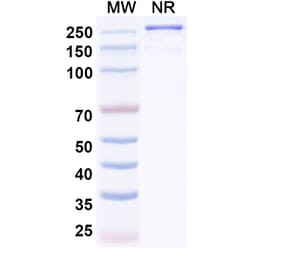 SDS-PAGE - IO-108 Biosimilar - Anti-LILRB2 Antibody - BSA and Azide free (A339268) - Antibodies.com