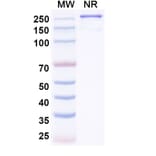 SDS-PAGE - IO-108 Biosimilar - Anti-LILRB2 Antibody - BSA and Azide free (A339268) - Antibodies.com