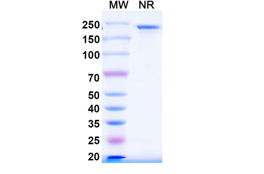 SDS-PAGE - IO-108 Biosimilar - Anti-LILRB2 Antibody - BSA and Azide free (A339268) - Antibodies.com