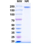 SDS-PAGE - IO-108 Biosimilar - Anti-LILRB2 Antibody - BSA and Azide free (A339268) - Antibodies.com