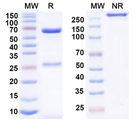 SDS-PAGE - IO-202 Biosimilar - Anti-LILRB4 Antibody - BSA and Azide free (A339269) - Antibodies.com