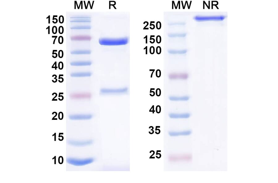SDS-PAGE - IO-202 Biosimilar - Anti-LILRB4 Antibody - BSA and Azide free (A339269) - Antibodies.com