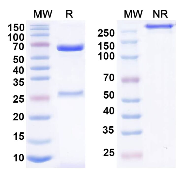 SDS-PAGE - IO-202 Biosimilar - Anti-LILRB4 Antibody - BSA and Azide free (A339269) - Antibodies.com