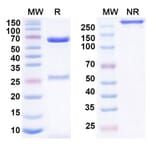 SDS-PAGE - IO-202 Biosimilar - Anti-LILRB4 Antibody - BSA and Azide free (A339269) - Antibodies.com