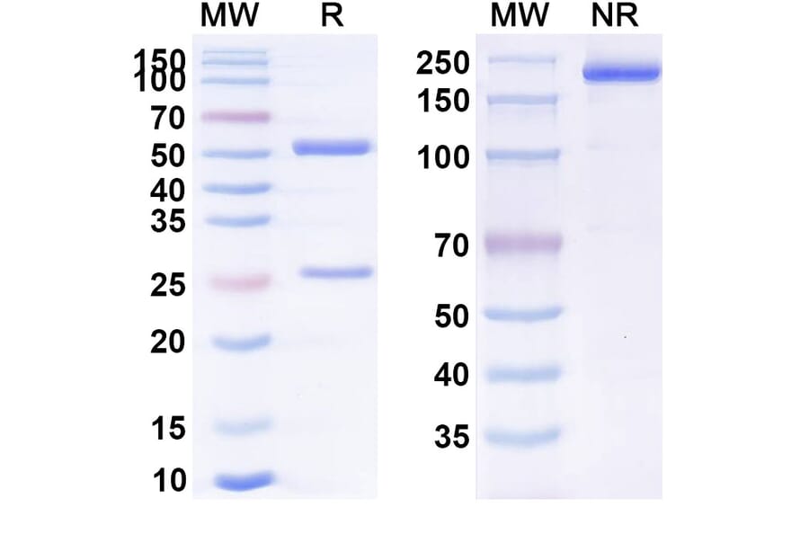 SDS-PAGE - Anti-PVRIG Antibody [GSK4381562] Biosimilar - BSA and Azide free (A339272) - Antibodies.com