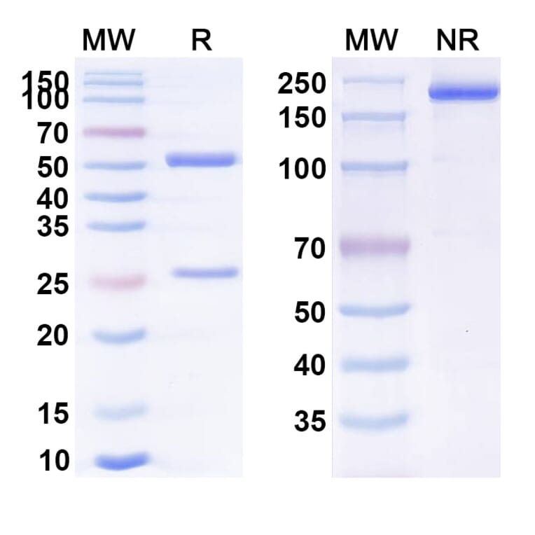 SDS-PAGE - Anti-PVRIG Antibody [GSK4381562] Biosimilar - BSA and Azide free (A339272) - Antibodies.com