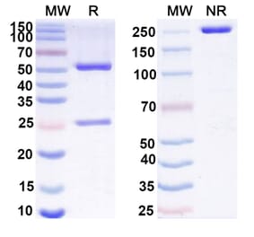 SDS-PAGE - Anti-GAS6 Antibody [KM532] Biosimilar - BSA and Azide free (A339274) - Antibodies.com