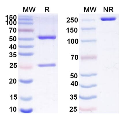SDS-PAGE - Anti-GAS6 Antibody [KM532] Biosimilar - BSA and Azide free (A339274) - Antibodies.com
