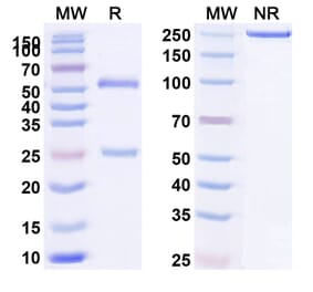 SDS-PAGE - Anti-IL-10 Antibody [BT-63] Biosimilar - BSA and Azide free (A339275) - Antibodies.com
