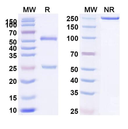 SDS-PAGE - Anti-IL-10 Antibody [BT-63] Biosimilar - BSA and Azide free (A339275) - Antibodies.com