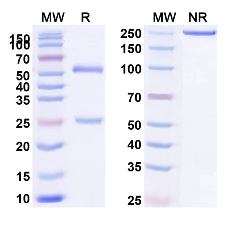 SDS-PAGE - Anti-IL-10 Antibody [BT-63] Biosimilar - BSA and Azide free (A339275) - Antibodies.com
