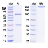 SDS-PAGE - Anti-IL-10 Antibody [BT-63] Biosimilar - BSA and Azide free (A339275) - Antibodies.com