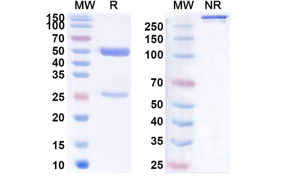 SDS-PAGE - Anti-SARS-CoV-2 Spike Protein RBD Antibody [DH147] Biosimilar - BSA and Azide free (A339276) - Antibodies.com