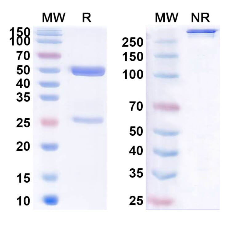 SDS-PAGE - Anti-SARS-CoV-2 Spike Protein RBD Antibody [DH147] Biosimilar - BSA and Azide free (A339276) - Antibodies.com