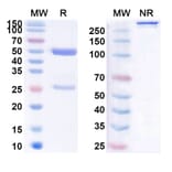 SDS-PAGE - Anti-SARS-CoV-2 Spike Protein RBD Antibody [DH147] Biosimilar - BSA and Azide free (A339276) - Antibodies.com