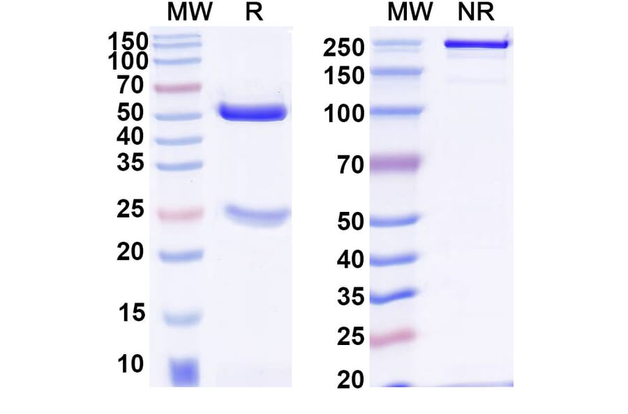 SDS-PAGE - Anti-SARS-CoV-2 Spike Protein RBD Antibody [2-S21F2] Biosimilar - BSA and Azide free (A339277) - Antibodies.com
