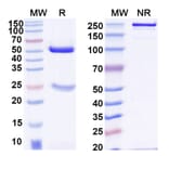 SDS-PAGE - Anti-SARS-CoV-2 Spike Protein RBD Antibody [2-S21F2] Biosimilar - BSA and Azide free (A339277) - Antibodies.com
