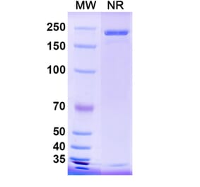 SDS-PAGE - Anti-Hemagglutinin Antibody [CR9114] Biosimilar - BSA and Azide free (A339278) - Antibodies.com