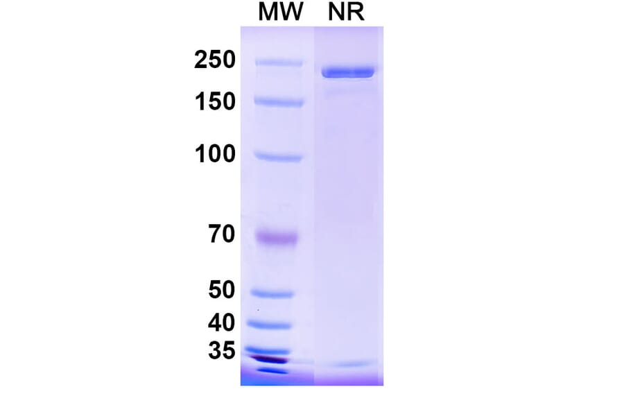 SDS-PAGE - Anti-Hemagglutinin Antibody [CR9114] Biosimilar - BSA and Azide free (A339278) - Antibodies.com