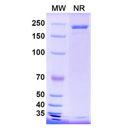 SDS-PAGE - Anti-Hemagglutinin Antibody [CR9114] Biosimilar - BSA and Azide free (A339278) - Antibodies.com