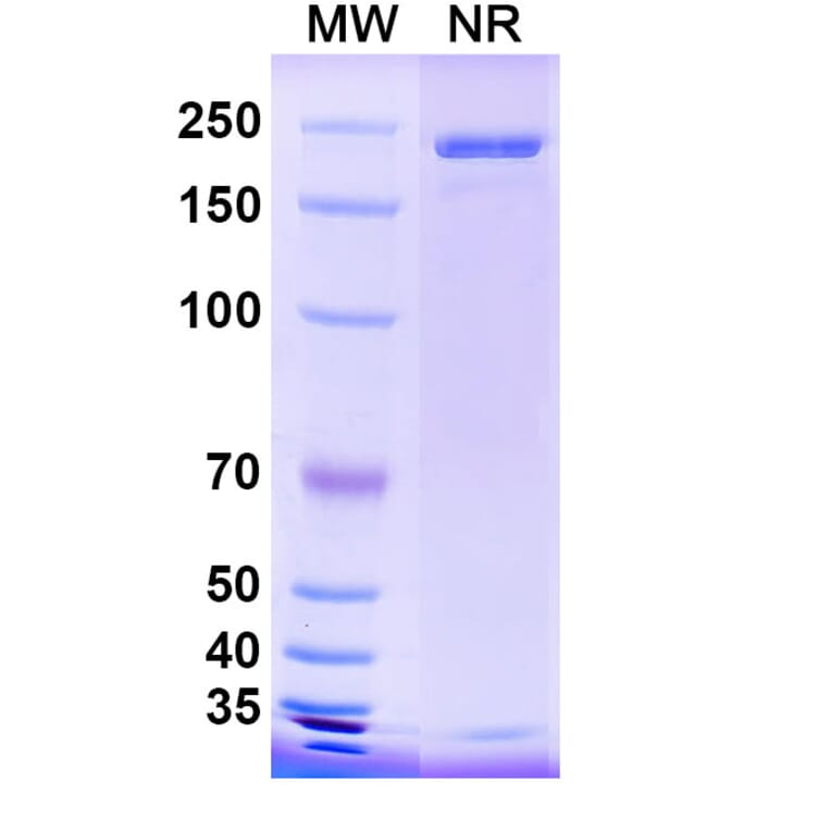 SDS-PAGE - Anti-Hemagglutinin Antibody [CR9114] Biosimilar - BSA and Azide free (A339278) - Antibodies.com