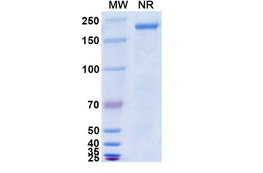 SDS-PAGE - Anti-Hemagglutinin Antibody [CR9114] Biosimilar - BSA and Azide free (A339278) - Antibodies.com