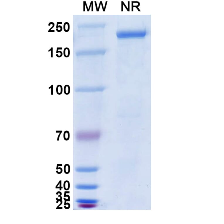 SDS-PAGE - Anti-Hemagglutinin Antibody [CR9114] Biosimilar - BSA and Azide free (A339278) - Antibodies.com