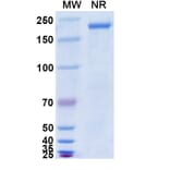 SDS-PAGE - Anti-Hemagglutinin Antibody [CR9114] Biosimilar - BSA and Azide free (A339278) - Antibodies.com