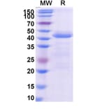 SDS-PAGE - Ensovibep Biosimilar - Anti-SARS-CoV-2 Spike Protein RBD Antibody - BSA and Azide free (A339279) - Antibodies.com